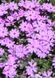 Phlox subulata "Fort Hill"