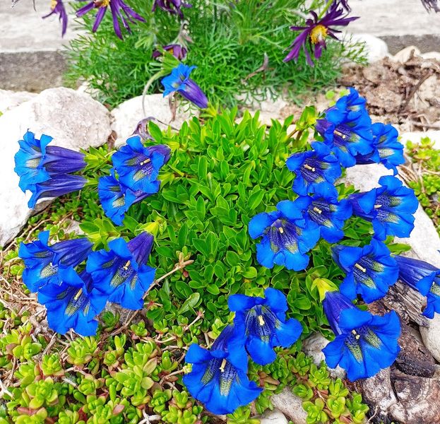 Gentiana acaulis 'Frohnleiten'