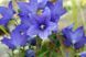 Platycodon grandiflorus 'Astra Blue'