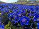 Gentiana acaulis 'Frohnleiten'