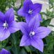 Platycodon grandiflorus 'Astra Blue'