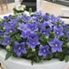 Platycodon grandiflorus 'Astra Blue'