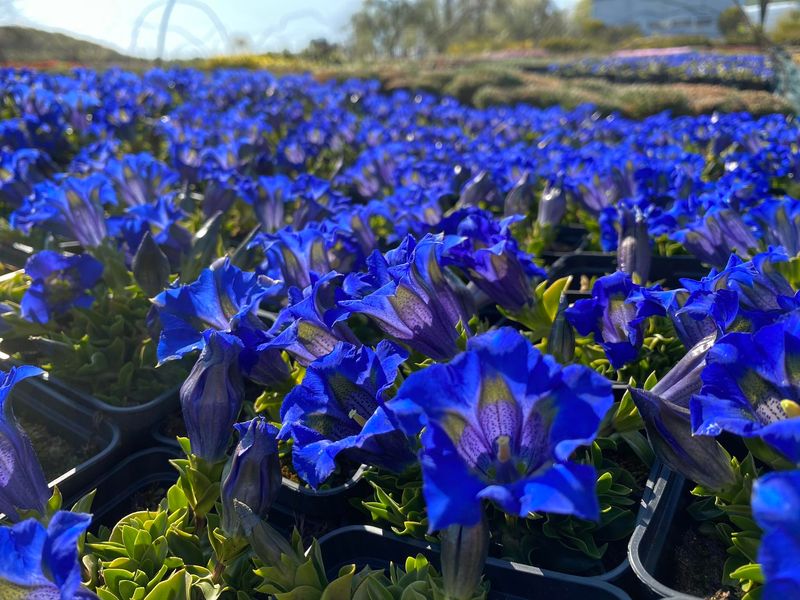 Gentiana acaulis 'Frohnleiten'