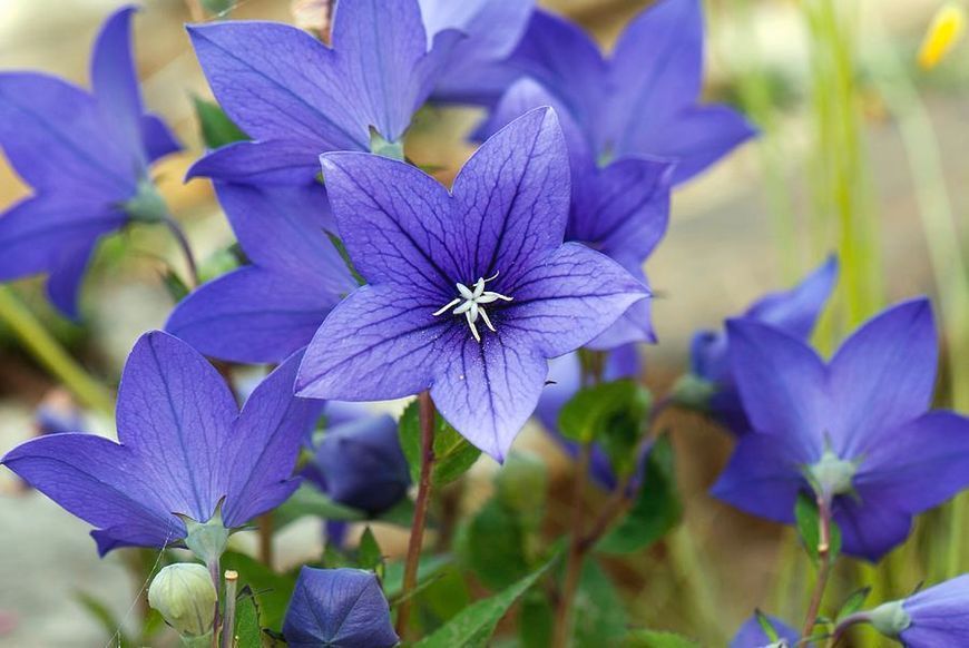 Platycodon grandiflorus 'Astra Blue'