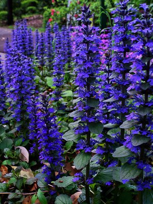 Ajuga reptans 'Mini Mahogany'