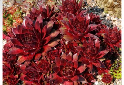 Sempervivum 'Rubin'