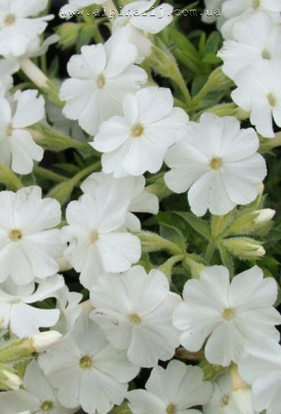 Phlox subulata 'Calvides White'