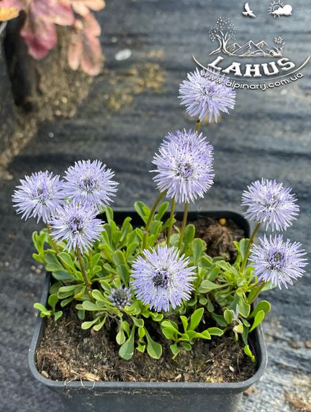 Globularia alypum