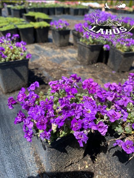 Aubrieta 'Dublette blue'