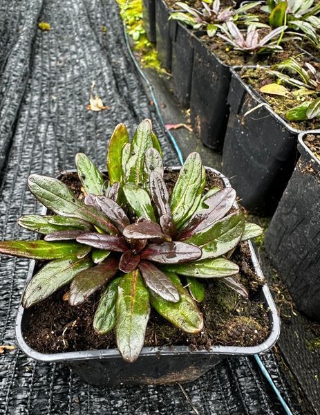Ajuga reptans 'Mini Mahogany'