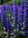Ajuga reptans 'Mini Mahogany'
