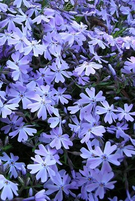 Phlox subulata 'Emerald Cushion Blue'