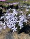 Phlox subulata 'Emerald Cushion Blue'