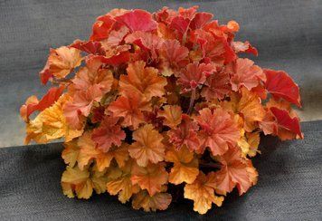 Heuchera Northern Exposure Amber