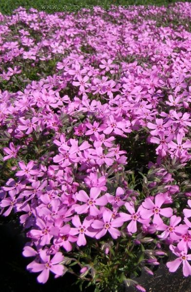 Phlox subulata 'Mcdaniels Cushion'