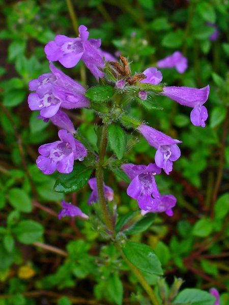 Acinos Alpinus