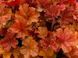 Heuchera Northern Exposure Amber
