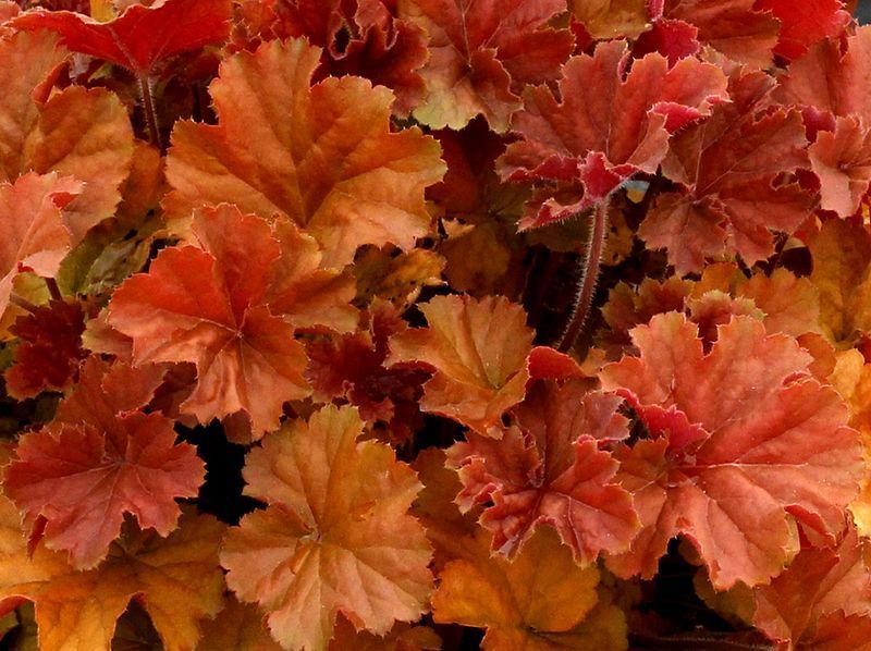 Heuchera Northern Exposure Amber