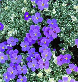 Aubrieta 'Silberrand'