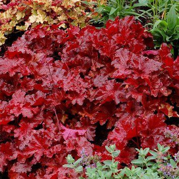 Heuchera ʼ Forever Red ʼ