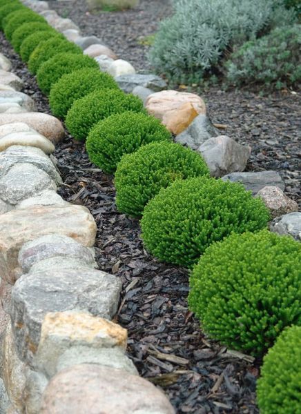 Hebe 'Green Globe'