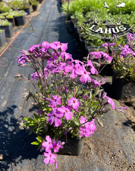 Phlox subulata 'Nettleton Variation'