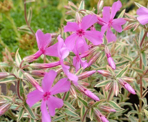 Phlox subulata 'Nettleton Variation'