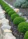 Hebe 'Green Globe'
