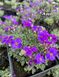 Aubrieta 'Silberrand'