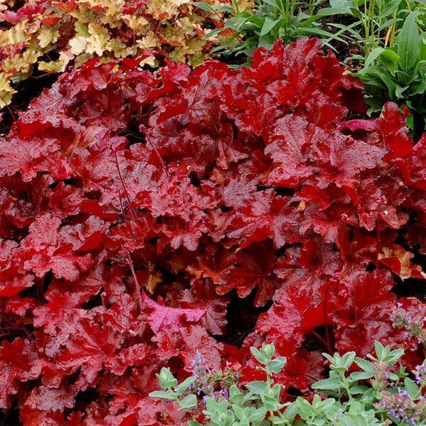 Heuchera ʼ Forever Red ʼ