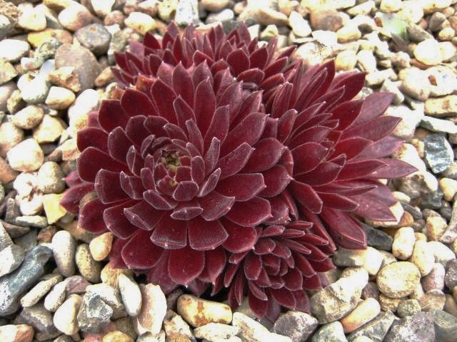 Sempervivum 'Terracotta Baby'