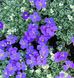 Aubrieta 'Silberrand'