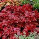 Heuchera ʼ Forever Red ʼ