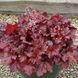 Heuchera ʼ Forever Red ʼ