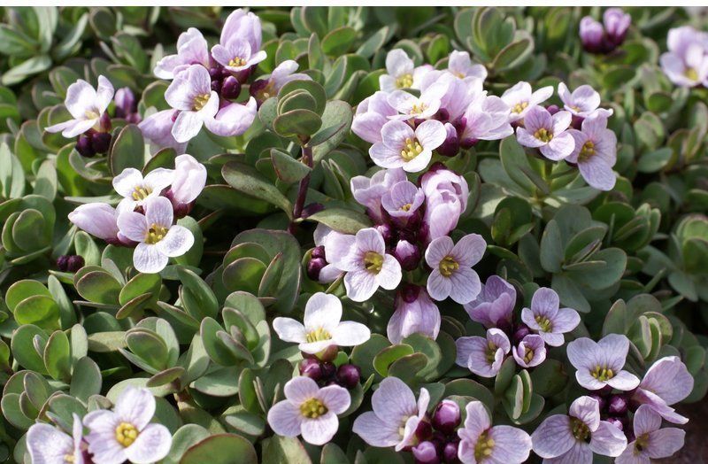 Aethionema Rotundifolium