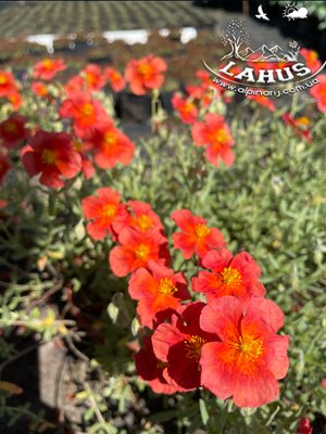 Helianthemum 'Fire Dragon'