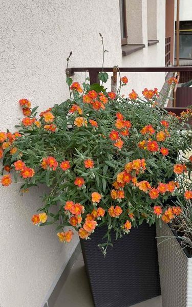 Helianthemum 'Fire Dragon'