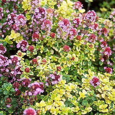 Thymus 'Doone Valley'