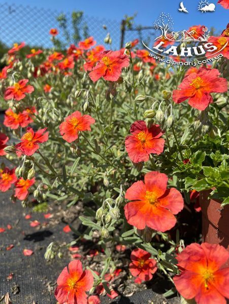 Helianthemum 'Fire Dragon'