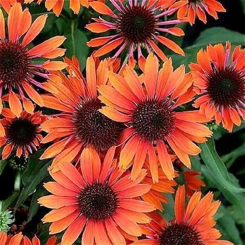 Echinacea 'Pearl Dark Orange'
