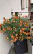 Helianthemum 'Fire Dragon'