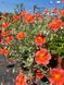 Helianthemum 'Fire Dragon'