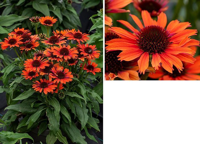 Echinacea 'Pearl Dark Orange'