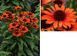 Echinacea 'Pearl Dark Orange'