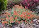 Helianthemum 'Fire Dragon'