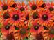 Echinacea 'Pearl Dark Orange'