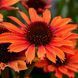 Echinacea 'Pearl Dark Orange'