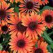 Echinacea 'Pearl Dark Orange'