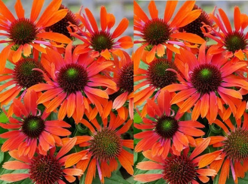 Echinacea 'Pearl Dark Orange'