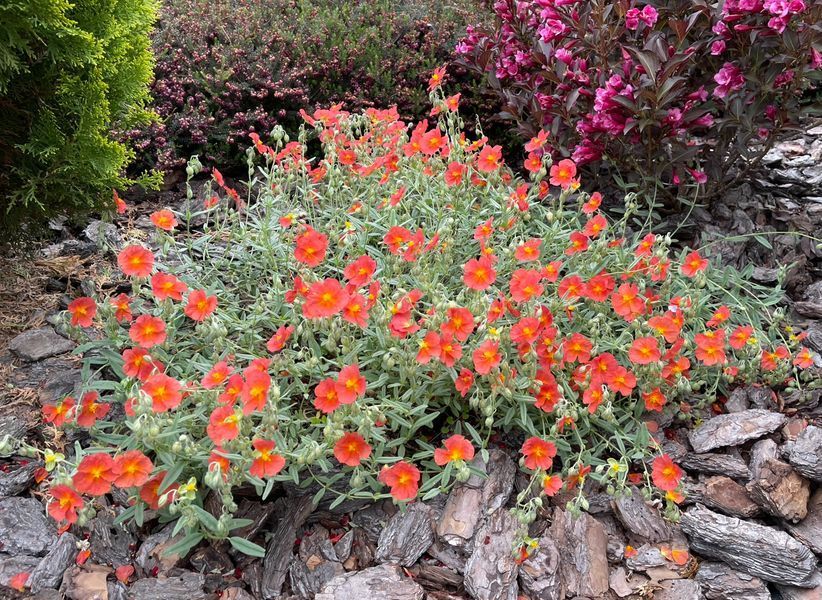 Helianthemum 'Fire Dragon'